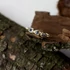 Kép 2/3 - MOLD ART STARLIGHT ZAFÍR ARANY GYŰRŰ